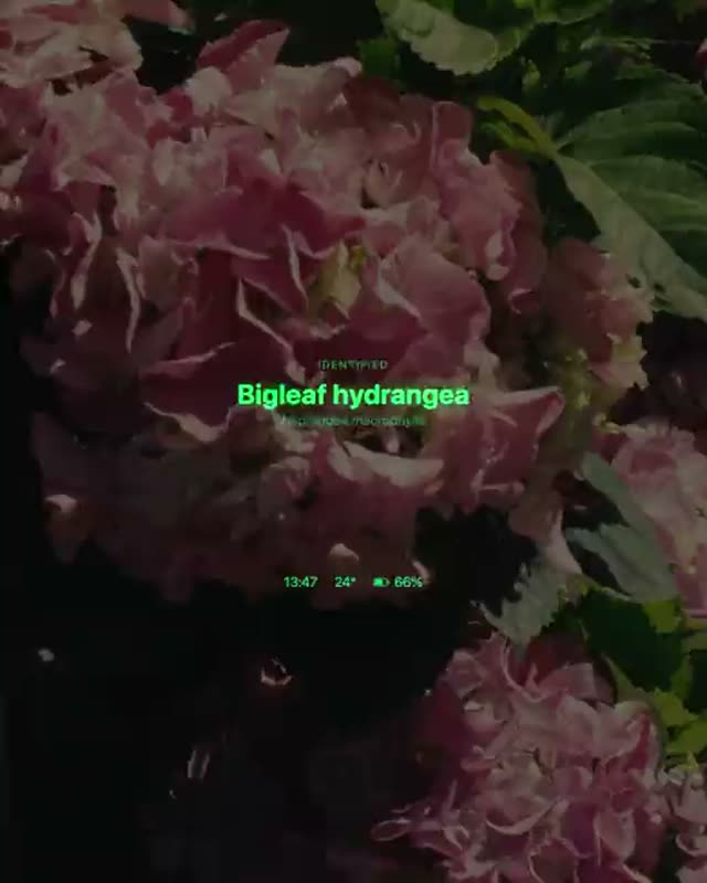 Identification through the lens